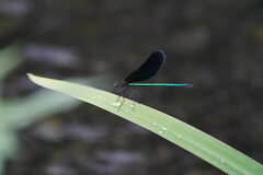 Atrocalopteryx atrata