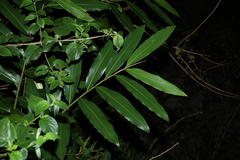 Alpinia caerulea