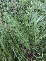 Achillea