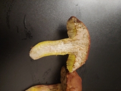 Aureoboletus flaviporus