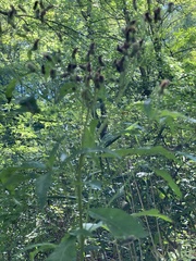 Scrophularia marilandica