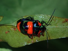 Scutelleridae