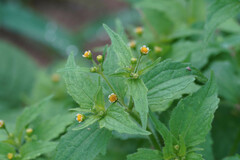 Galinsoga quadriradiata