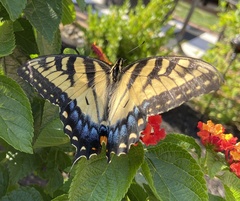 Papilio glaucus
