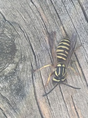 Vespula squamosa