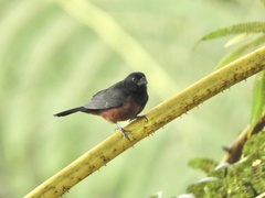 Sporophila angolensis