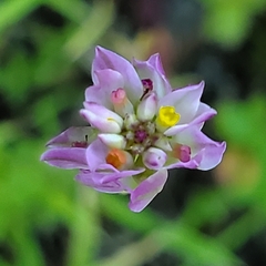 Polygala sanguinea