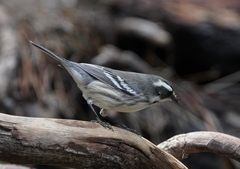 Setophaga nigrescens