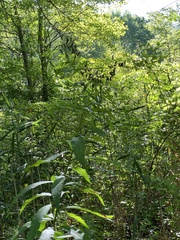 Scrophularia marilandica