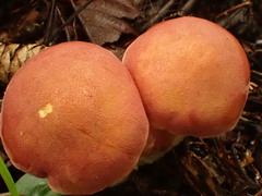 Chalciporus rubinellus