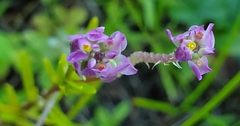 Polygala sanguinea