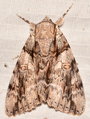 Catocala vidua