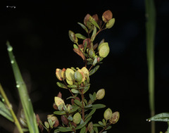 Hypericum hypericoides