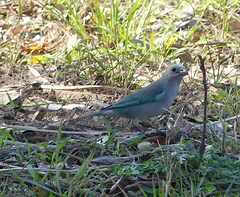 Thraupis sayaca