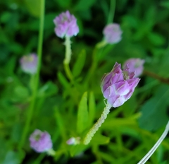 Polygala sanguinea