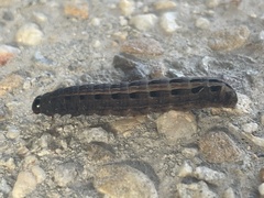 Noctuinae