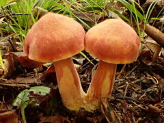 Chalciporus rubinellus