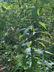 Scrophularia marilandica