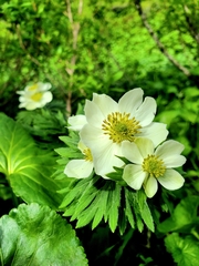 Anemonastrum