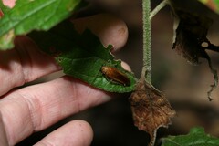 Pseudophyllodromiinae