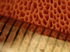 Chalciporus rubinellus