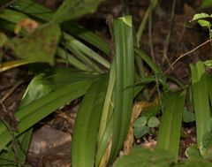 Hymenocallis occidentalis