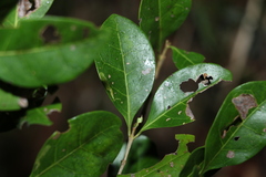 Cyclophyllum coprosmoides