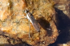 Hydrophorinae