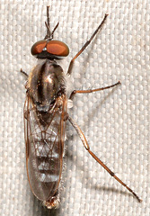 Ozodiceromyia notata