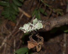 Parmotrema hypotropum