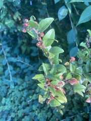 Vaccinium ovatum