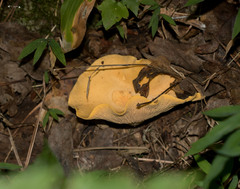 Pseudomerulius curtisii