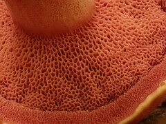 Chalciporus rubinellus