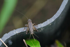 Loxoblemmus arietulus