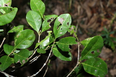 Cyclophyllum coprosmoides