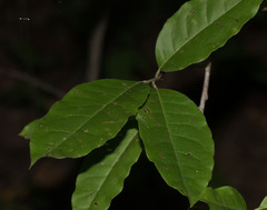 Oxydendrum arboreum