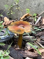 Hygrocybe conica