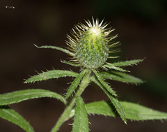 Cirsium altissimum