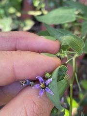 Solanum dulcamara
