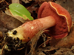 Chalciporus rubinellus