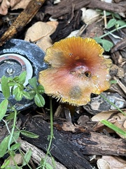 Hygrocybe conica