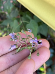 Solanum dulcamara