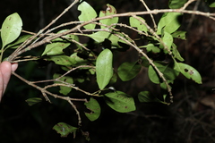 Cyclophyllum coprosmoides