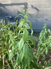 Buddleja davidii