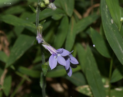 Lobelia puberula