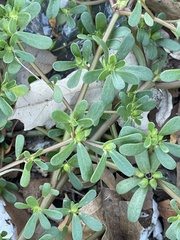 Portulaca oleracea