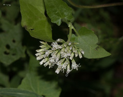 Mikania scandens