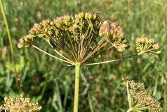 Ligusticum canbyi