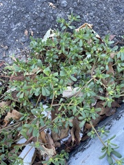 Portulaca oleracea