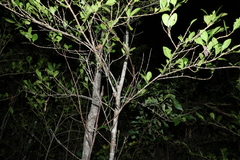 Cyclophyllum coprosmoides
